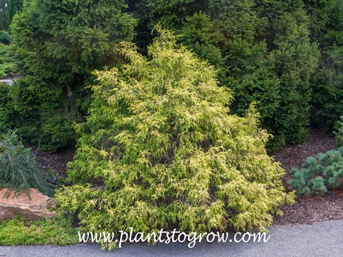 Golden Mop Japanese Cypress (Chamaecyparis pisifera) 
This is an older plant. Probably about 5 plus in height and width.